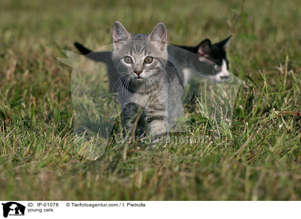 junge Katzen / young cats / IP-01078