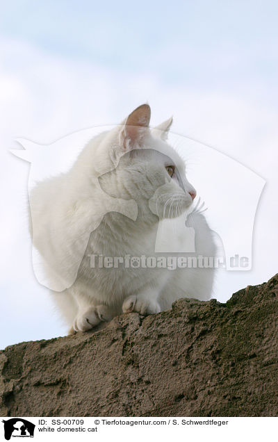 weie Hauskatze / white domestic cat / SS-00709