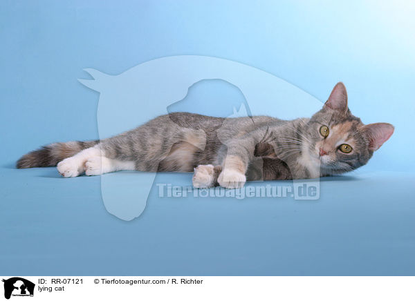 liegende Katze / lying cat / RR-07121