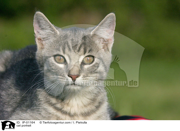 cat portrait / IP-01164