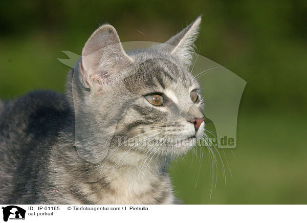cat portrait / IP-01165