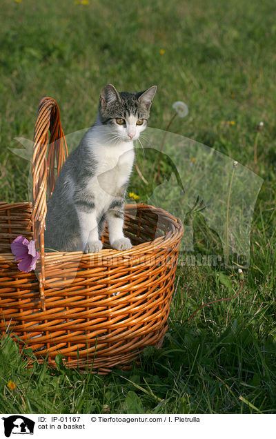 cat in a basket / IP-01167