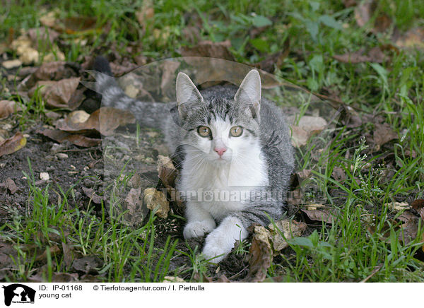young cat / IP-01168