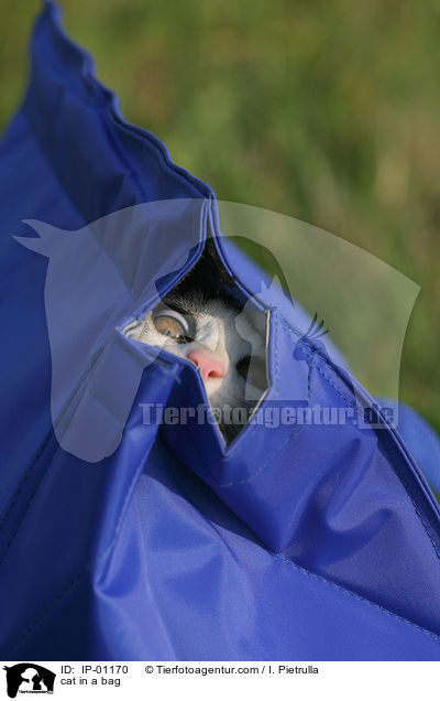 cat in a bag / IP-01170