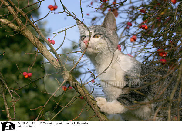cat on a tree / IP-01171