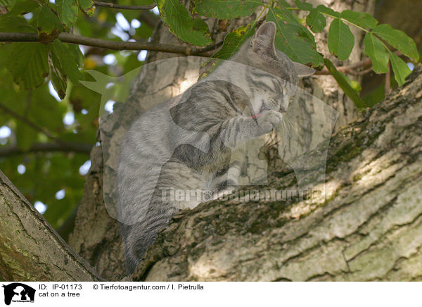 cat on a tree / IP-01173