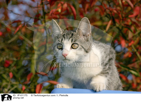 young cat / IP-01175
