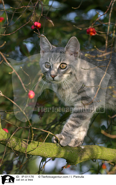 cat on a tree / IP-01176