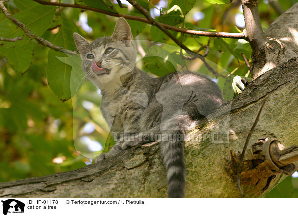 cat on a tree / IP-01178