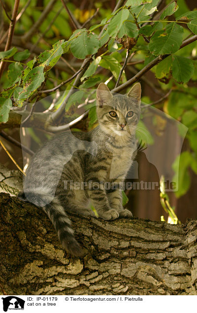 cat on a tree / IP-01179