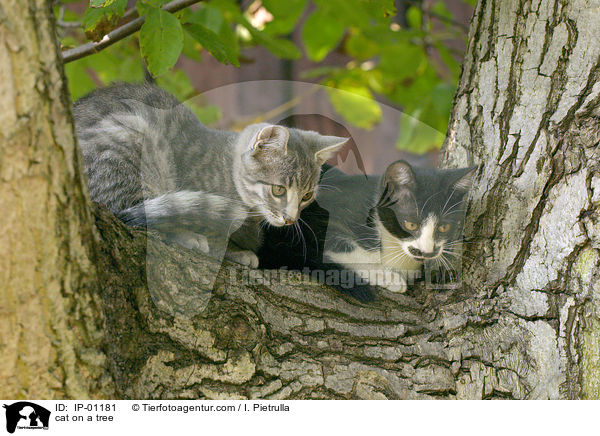cat on a tree / IP-01181