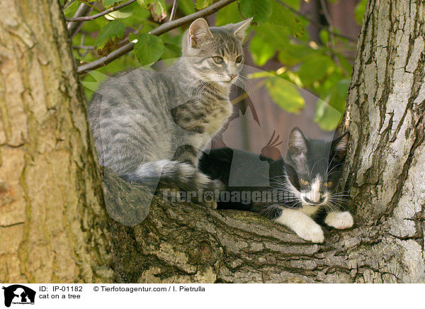 cat on a tree / IP-01182
