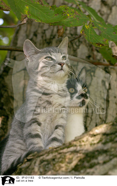 cat on a tree / IP-01183