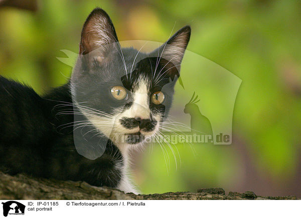 cat portrait / IP-01185