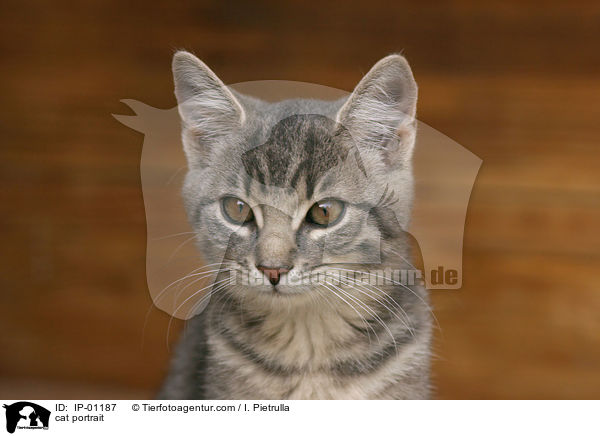 cat portrait / IP-01187