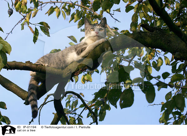 Katze auf dem Baum / cat on a tree / IP-01194