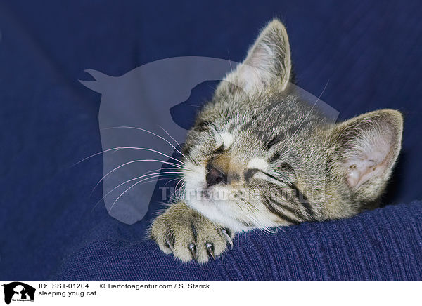 schlafende junge Katze / sleeping youg cat / SST-01204