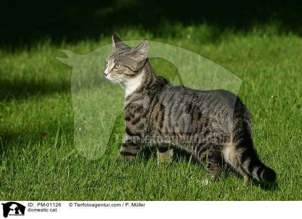 Hauskatze / domestic cat / PM-01126