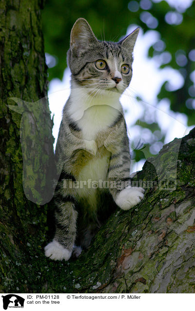 Katze auf dem Baum / cat on the tree / PM-01128