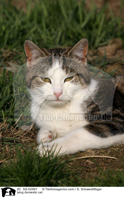 liegende Hauskatze / lying domestic cat / SS-02991