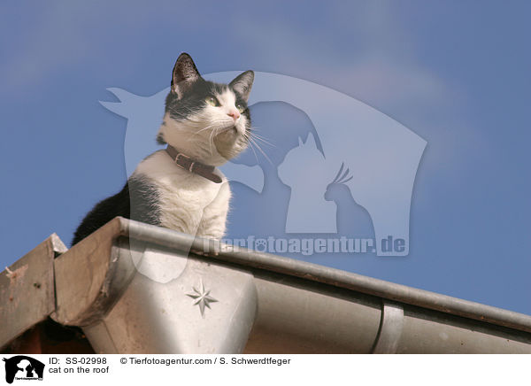 Katze auf dem Dach / cat on the roof / SS-02998