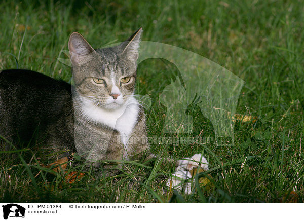 Hauskatze / domestic cat / PM-01384