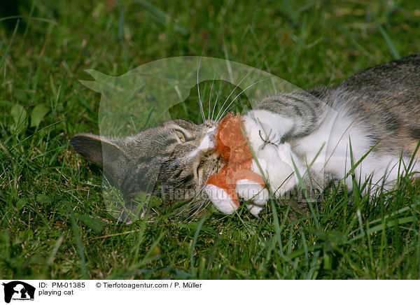 spielende Katze / playing cat / PM-01385