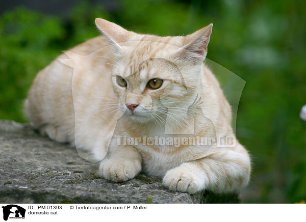 Hauskatze / domestic cat / PM-01393