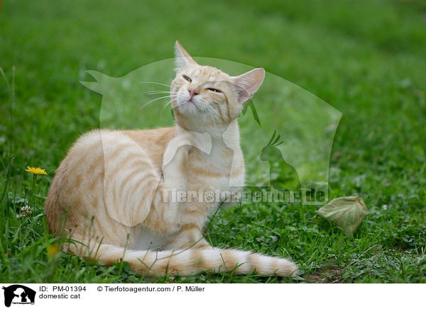 Hauskatze / domestic cat / PM-01394