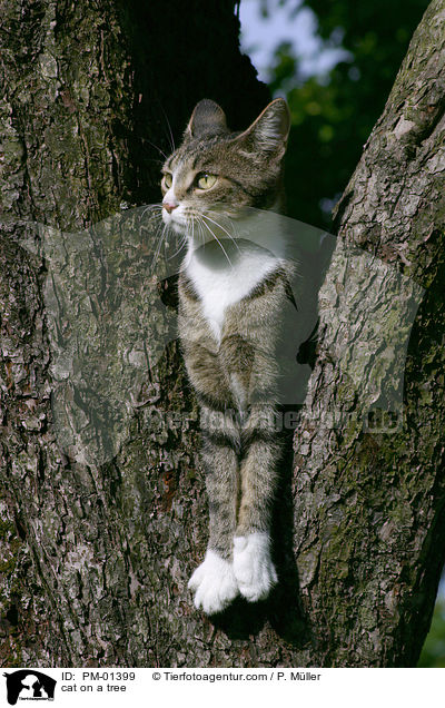 Katze auf dem Baum / cat on a tree / PM-01399