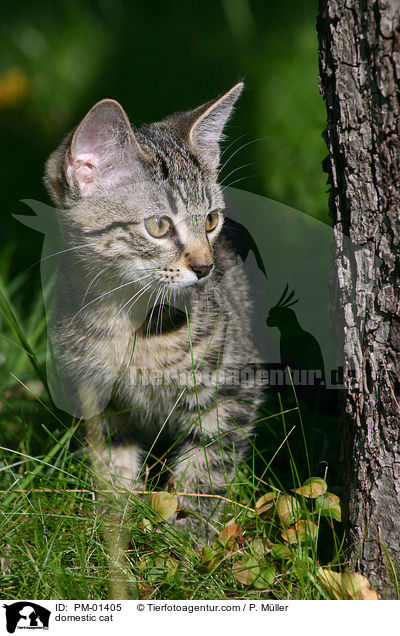 Hauskatze / domestic cat / PM-01405