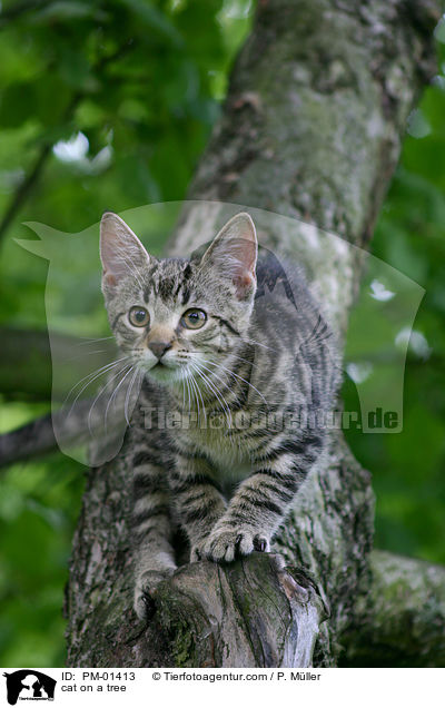 Katze auf dem Baum / cat on a tree / PM-01413