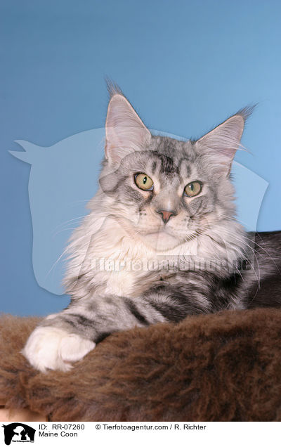 Maine Coon / Maine Coon / RR-07260