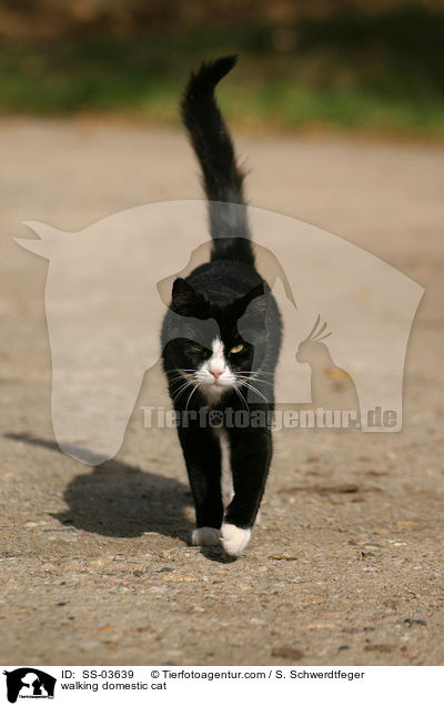 laufende Hauskatze / walking domestic cat / SS-03639