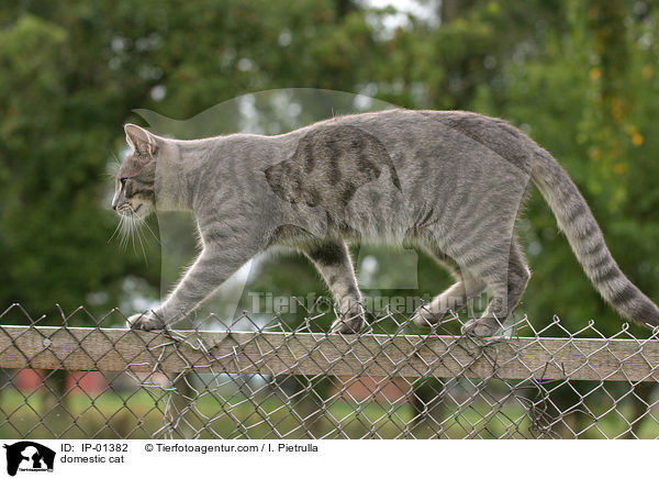 Hauskatze / domestic cat / IP-01382