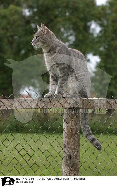 Hauskatze / domestic cat / IP-01384