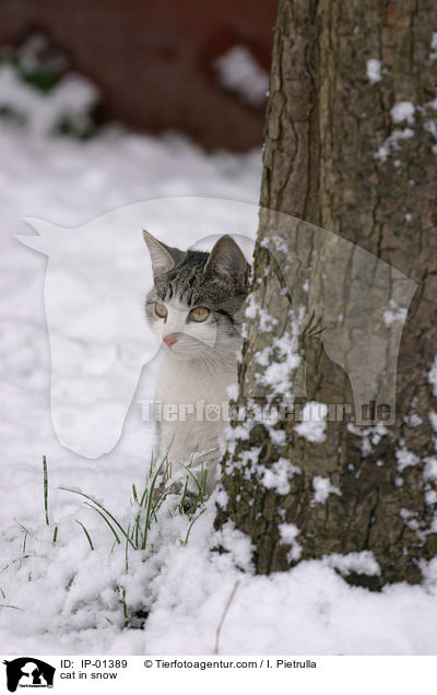 Katze im Schnee / cat in snow / IP-01389