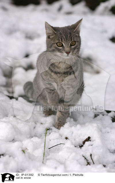 Katze im Schnee / cat in snow / IP-01392