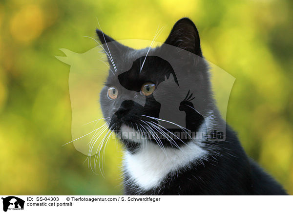 Hauskatze Portrait / domestic cat portrait / SS-04303