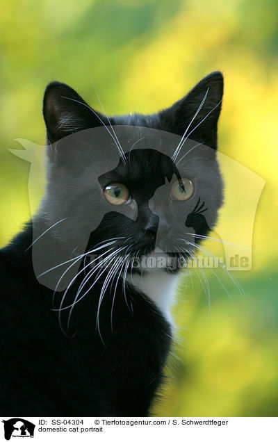 Hauskatze Portrait / domestic cat portrait / SS-04304