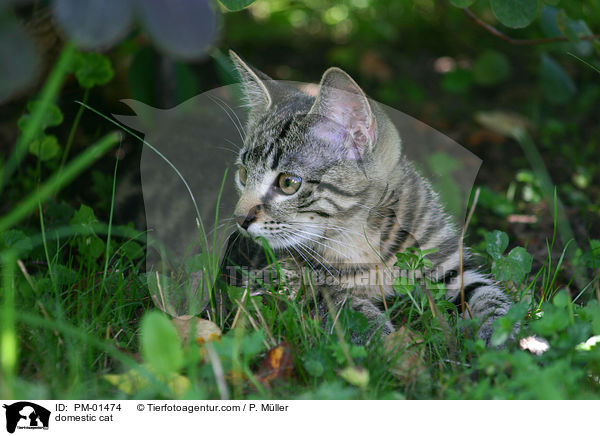 Hauskatze / domestic cat / PM-01474