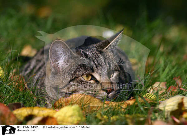 Hauskatze / domestic cat / PM-01492