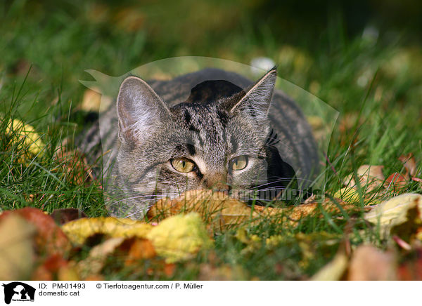 Hauskatze / domestic cat / PM-01493