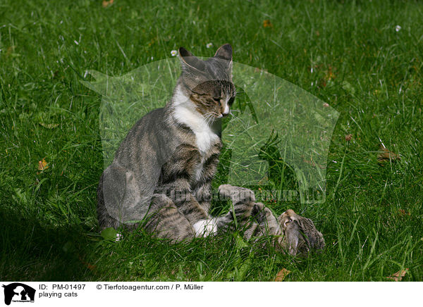 spielende Katzen / playing cats / PM-01497