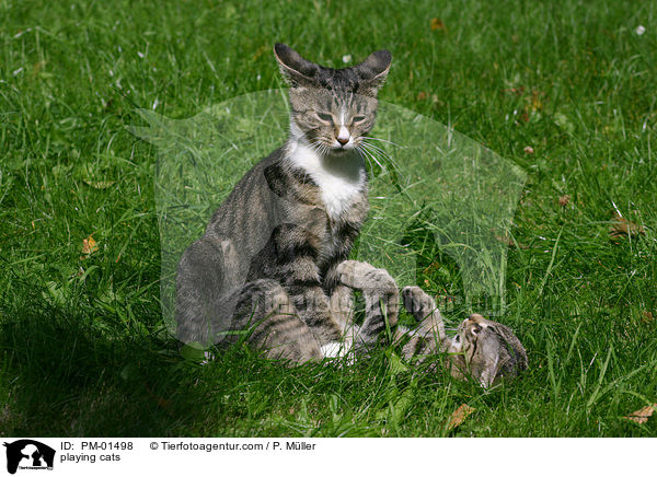 spielende Katzen / playing cats / PM-01498