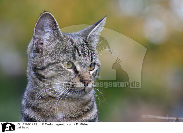 Katze im Portrait / cat head / PM-01499