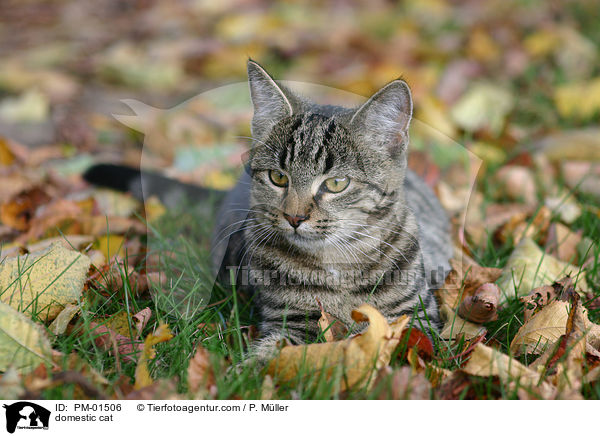 Hauskatze / domestic cat / PM-01506