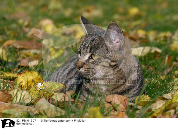 Hauskatze / domestic cat / PM-01507