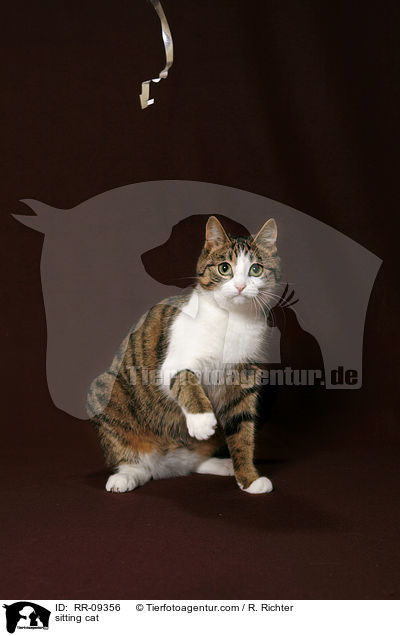 sitzende Katze / sitting cat / RR-09356