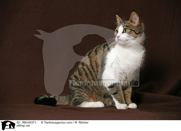 sitzende Katze / sitting cat / RR-09371